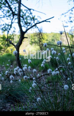 Schmalblättriges Baumwollgras, Moor im Nationalpark Jasmund, Hagen, Mecklenburg-Vorpommern Stockfoto