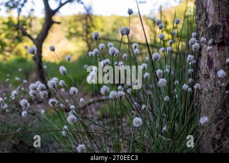 Schmalblättriges Baumwollgras, Moor im Nationalpark Jasmund, Hagen, Mecklenburg-Vorpommern Stockfoto