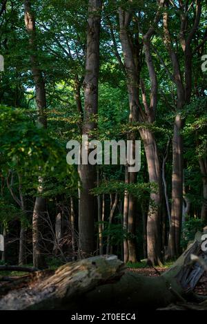 Laubwald im Nationalpark Jasmund, Buchenwald, Hagen, Mecklenburg-Vorpommern, Deutschland Stockfoto