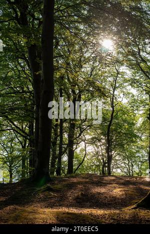 Laubwald im Nationalpark Jasmund, Buchenwald, Hagen, Mecklenburg-Vorpommern, Deutschland Stockfoto