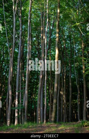 Laubwald im Nationalpark Jasmund, Buchenwald, Hagen, Mecklenburg-Vorpommern, Deutschland Stockfoto