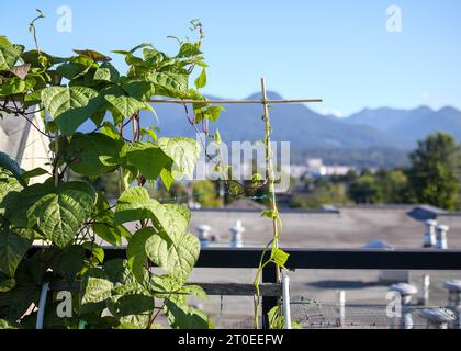 Stangenbohnen wachsen auf Spalier im Dachgarten mit Bergkulisse und Dach. Violette Pfauenbohnen und Kentucky Blue Beans klettern auf Bambuspfahl. Nein Stockfoto