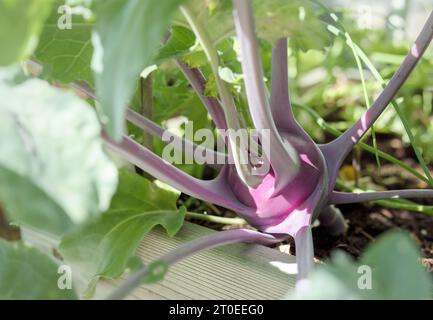 Violetter Kohlrabi, der im Hochgartenbeet wächst. Nahaufnahme von violettem wiener Kohlrabi, fast bereit zum Picken. Deutsche Rübe oder Brassica oleracea var. Gongylo Stockfoto