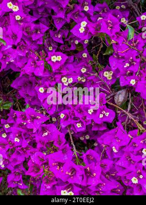 Bougainvillea glabra 'Sanderiana', mediterraner Sträucher mit violetten Blüten, Truthahn Stockfoto