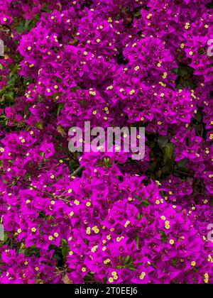 Bougainvillea glabra 'Sanderiana', mediterraner Sträucher mit violetten Blüten, Truthahn Stockfoto