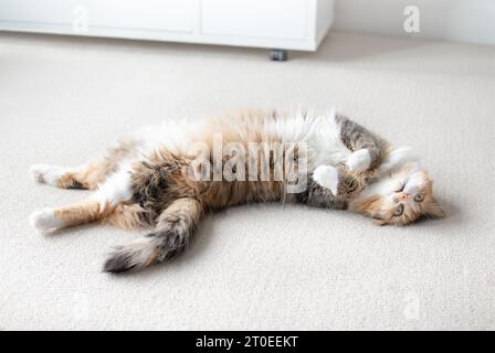 Niedliche Katze, die auf dem Rücken liegend mit den Pfoten hoch und in die Kamera schaut. Voller Körper einer glücklichen Calico-Katze, die auf dem Teppich mit Pfoten in der Luft ausgestreckt wurde. Langes Haar f Stockfoto