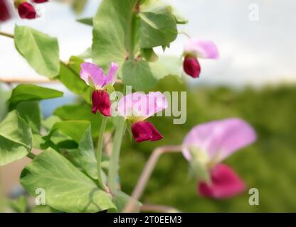 Lila Erbsenblüte wächst auf dem Dachgarten. Nahaufnahme der Erbsenpflanze „Purple Mist“ mit mehreren rosa Blüten. Selektiver Fokus im Zentrum Stockfoto