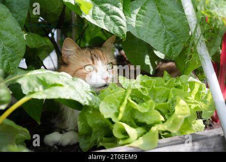 Neugierige Katze, die zwischen Pflanzen in Gemüsegarten-Pflanzenkasten sitzt. Flauschige Katze, die im Schatten reifer üppiger Gemüsepflanzen liegt. Wie ist Katzen aw aufzubewahren Stockfoto