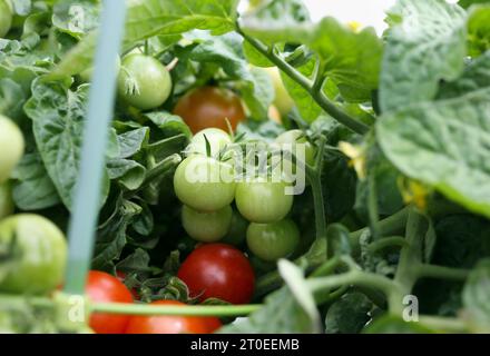 Grüne und rote Kirschtomaten auf Tomatenpflanze. Bald ausgereifte Tomaten/Paradeiser, die geerntet werden. Rote Rotkehlchen-Kirschtomate. Kompakte Buschtomatenpflanze. Stockfoto