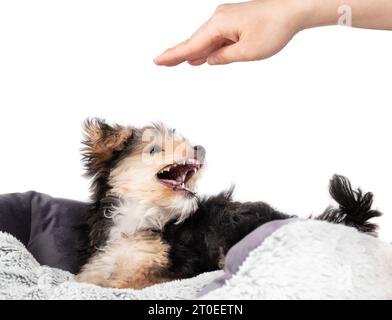 Hündchen schnappt mit offenem Mund nach einer Hand. Flauschiger Welpe sitzt im Hundebett, während er schnarrt, beißt, krummt, knurrt oder moutet. Aggressiver Körper Stockfoto