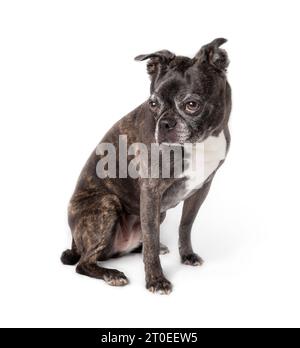Isolierter Hund sitzt, während er vom Bildschirm schaut. Seitenprofil eines süßen weiblichen Seniorenhundes mit großen braunen Augen. 9 Jahre alter boston Terrier Mops Mix. Klein b Stockfoto