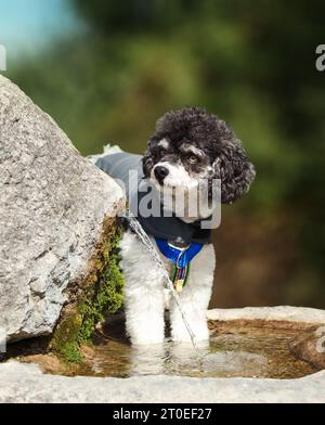 Flauschiger Hund, der im Brunnen steht, draußen im Park. Kleiner Hund mit intensiver und verspielter Körpersprache, der auf ein Spielzeug wartet. Schwarz-weiß weiblich Stockfoto