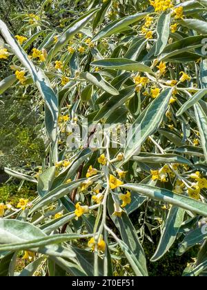 Familie der Ölweiden, Baum, Blume, truthahn Stockfoto