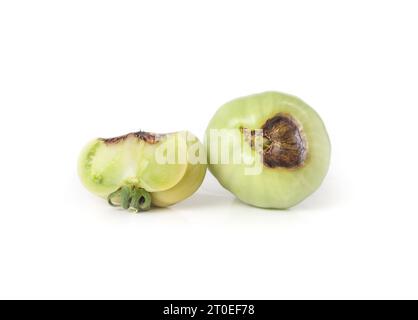 Tomaten mit Blütenendfäule. Zwei unreife grüne Tomatenfrüchte mit dunklen ledrigen braunen Flecken aus einem Kalziumungleichgewicht. Verursacht durch Umweltprobleme Stockfoto