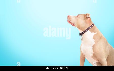 Großer Hund mit blauem Hintergrund. Seitenprofil eines großen Hundes, der sitzt und auf Futter wartet oder den Besitzer ansieht. 10 Jahre alte amerikanische Pi Stockfoto
