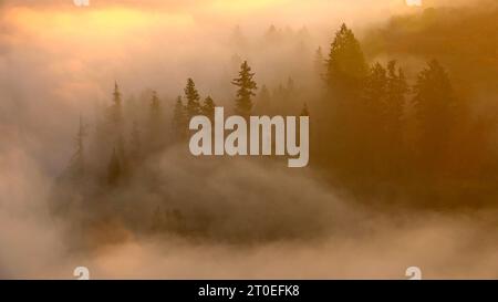 Morgennebel im Wald an der Saarschleife bei Mettlach, Naturpark Saar-Hunsrück, Saartal, Saar, Saarland, DEUTSCHLAND Stockfoto