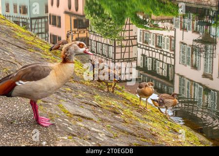 Familie Nile Duck am Fluss Ill in La Petite France, Straßburg, Elsass, Unterrhein, Grand Est, Elsace-Champagne-Ardenne-Lorraine, Frankreich Stockfoto