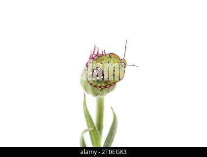 Südlicher grüner Stinkwanzen-Instar auf Calendula-Blüte isoliert. Bekannt als Southern Green Shield Bug oder Nezara viridula. Invasiver Schädling oder eingeführte Spezies Stockfoto