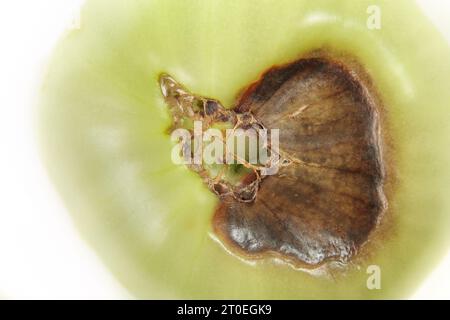 Draufsicht der Blütenendfäule-Krankheit auf Tomaten. Isolierte unreife Roadster-Tomate mit verfaultem braunem Schnitt aus Kalziummangel. Weißer Hintergrund. Wählen Sie Aus Stockfoto