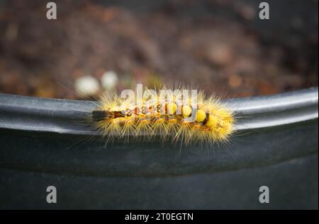 Gelbe Fuzzy raupe auf Pflanztopf. Rostige Tussock Moth caterpillar oder Orgyia antiqua (L.) lange gelbe Haare, orange Punkte und Büschel. Stechende Haare Stockfoto