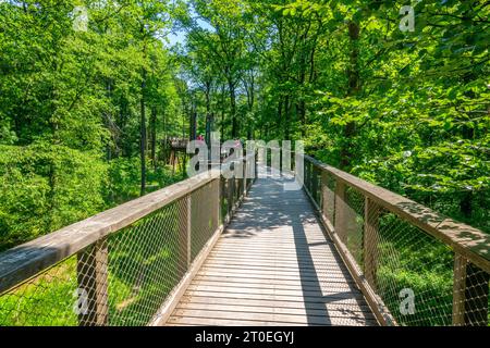 Baumwipfelpfad Saarschleife am Cloef bei Orscholz, Boardtour, Mettlach, Saar, Saartal, Naturpark Saar-Hunsrück, Saarland, Deutschland Stockfoto