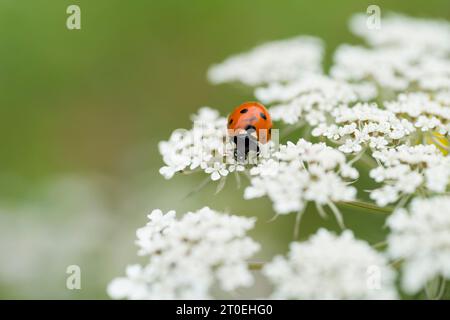 Marienkäfer (Siebenfleck, Coccinella septempunctata) auf einer Blumenumbel, Naturpark Pfälzerwald-Nordvogesen, Deutschland, Rheinland-Pfalz Stockfoto