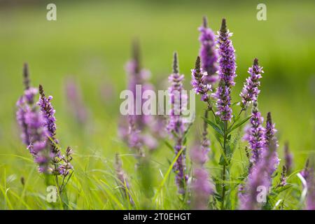 Rosafarbene Blüten des purpurnen Loosestrife (Lythrum salicaria), Naturpark Pfälzerwald-Nordvogesen, Deutschland, Rheinland-Pfalz Stockfoto