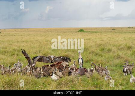 Rüppell-Geier (Gyps rueppelli), Weißgeier (Gyps africanus) und Marabou auf dem Kadaver eines Nilpferdes, Masai Mara Game Reserve, Kenia, Afrika. Stockfoto