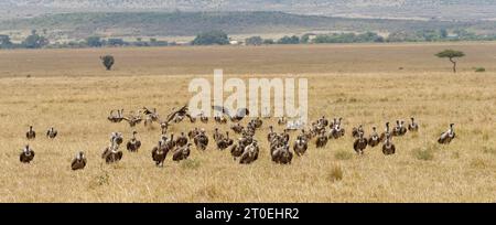 Weißgeier (Gyps africanusi), Lappengeier (Torgos tracheliotus) und Rueppell-Geier (Gyps rueppellii) warten auf die nächste Mahlzeit. Masai Mara Game Reserve, Kenia, Afrika Stockfoto