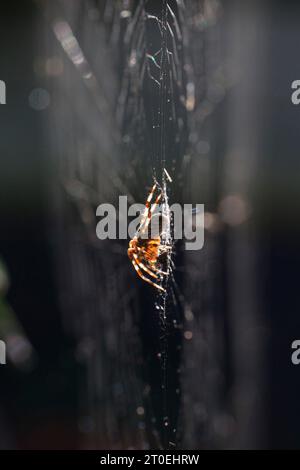 Gartenspinne (Araneus diadematus) im Web Stockfoto