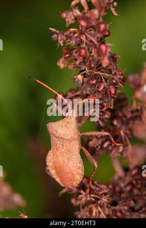 Blattfüßige Käfer (Coreus marginatus) am Dock Stockfoto