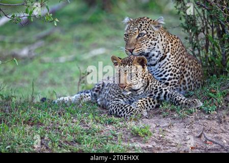 Leopardess mit fast gewachsenem Jungtier (Panthera pardus) in der Savanne des Massai Mara Game Reserve, Kenia Stockfoto