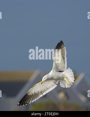 Seetangmöwe (Larus dominicanus), Erwachsenengefieder, Kapstadt, Südafrika. Stockfoto