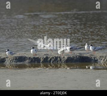 Sterna hirundo im nicht-Brutgefieder, Überwinterung in der südlichen Hemiphere, Kapstadt, Südafrika. Stockfoto