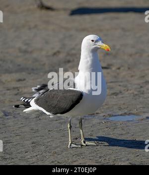 Seetangmöwe (Larus dominicanus), Erwachsenengefieder, Kapstadt, Südafrika. Stockfoto