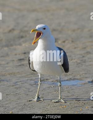 Seetangmöwe (Larus dominicanus), Erwachsenengefieder, Kapstadt, Südafrika. Stockfoto