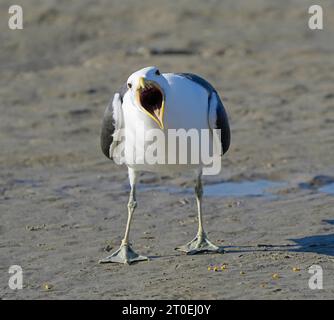 Seetangmöwe (Larus dominicanus), Erwachsenengefieder, Kapstadt, Südafrika. Stockfoto