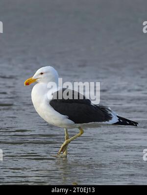 Seetangmöwe (Larus dominicanus), Erwachsenengefieder, Kapstadt, Südafrika. Stockfoto