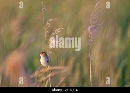 Schilfrohrsänger, Acrocephalus schoenobaenus Stockfoto