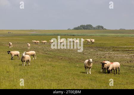 Schafe auf dem Deich auf der Halbinsel Norderstedt Stockfoto