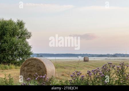 Rundballen auf einer Wiese der Elbtalaue in Niedersachsen Stockfoto