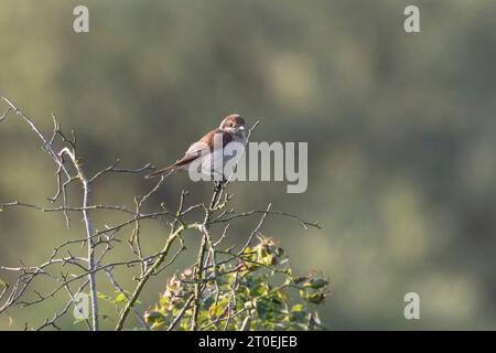 Ein junger Rotkehlchen (Lanius collurio), der auf einem Ast in der Elbaue sitzt Stockfoto