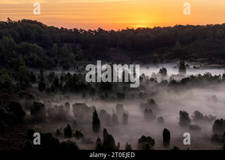 Der tote Boden während der Heideblüte in der Lüneburger Heide bei Sonnenaufgang Stockfoto