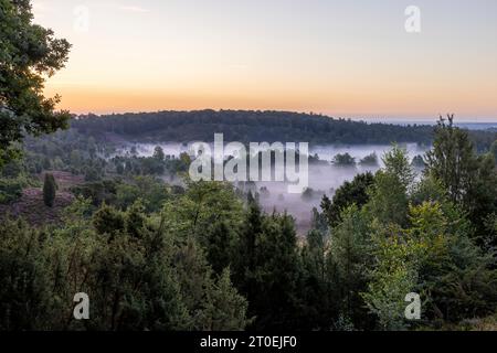 Der tote Boden während der Heideblüte in der Lüneburger Heide bei Sonnenaufgang Stockfoto