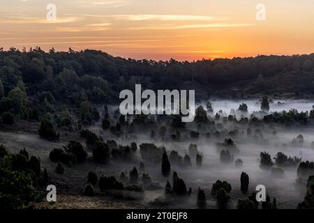 Der tote Boden während der Heideblüte in der Lüneburger Heide bei Sonnenaufgang Stockfoto