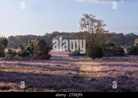 Landschaft in der blühenden Lüneburger Heide Stockfoto