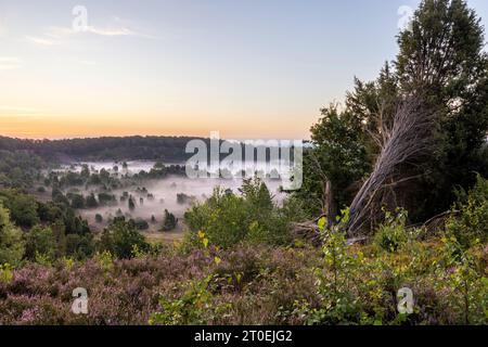 Der tote Boden während der Heideblüte in der Lüneburger Heide bei Sonnenaufgang Stockfoto