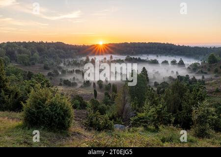 Der tote Boden während der Heideblüte in der Lüneburger Heide bei Sonnenaufgang Stockfoto