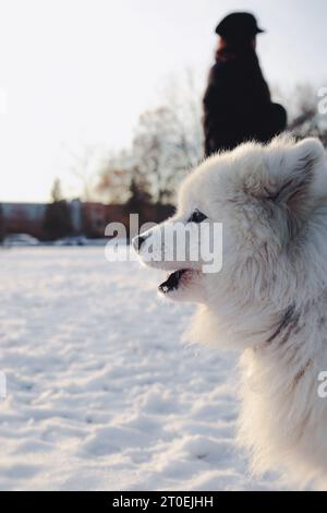 Samoidenhund bellt etwas mit Schnee Hintergrund an. Profilansicht eines süßen flauschigen weißen Hundes im Park an einem sonnigen Wintertag. Arktische Hunderasse Winter sc Stockfoto