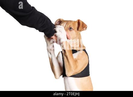 Isolierte, beißende oder nagende Hand eines Menschen mit Nahrung. Großer Hündchen mit Vorderpfoten auf der Hand der Haustierbesitzer, der versucht, sich etwas zu gönnen. 4 Monate alt, Fem Stockfoto